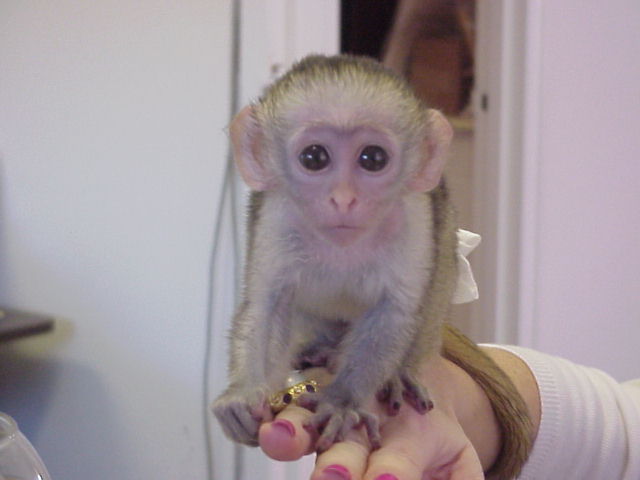 well train baby capuchin monkeys for sale - Singapore Pets | Sg Pets